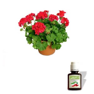 روغن شمعدانی